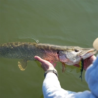 Berkley PowerBait Nessie Glide Baits